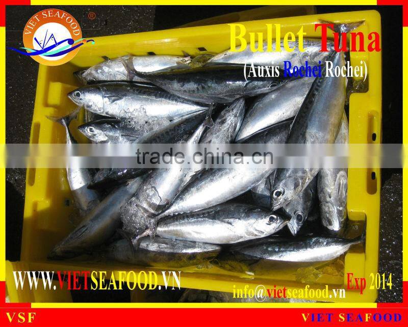FROZEN BULLET TUNA