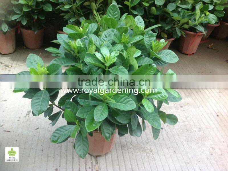 Gardenia jasminoides ornamental plants