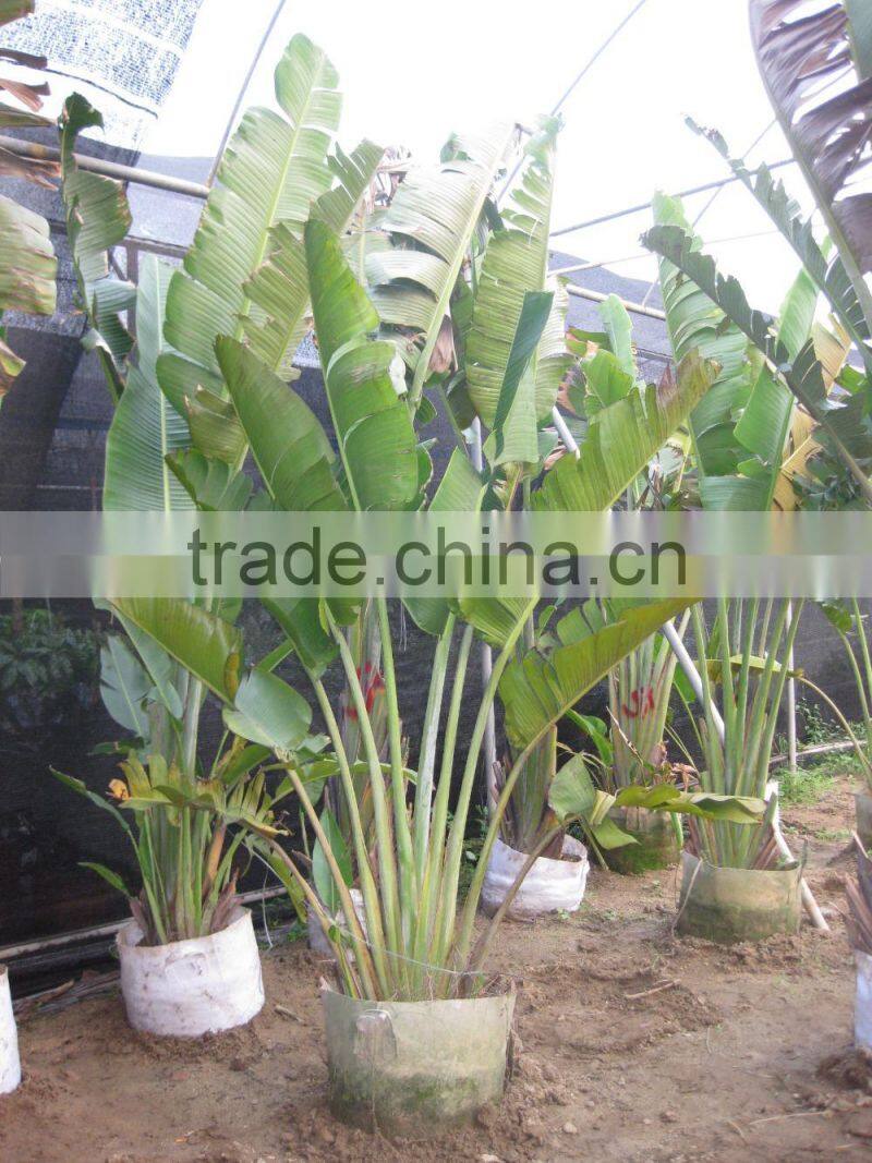 Ravenala madagascariensis-Travelers Palm-trees-plants high 2-7m
