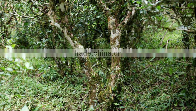 Wholesale mellow taste weight lose loose puerh tea highly welcomed detox tea Yunnan famous ripe royal puer tea