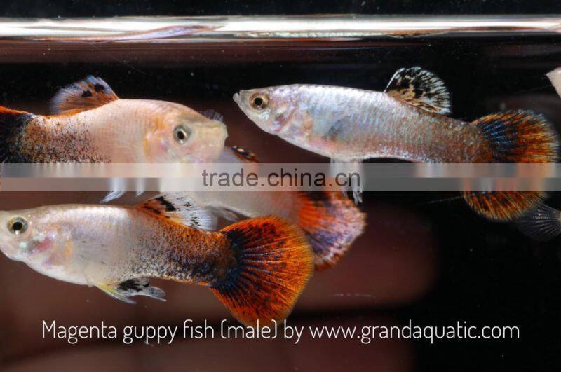 Magenta guppy for Freshwater Aquarium fish export company from Thailand