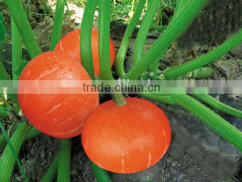 Orange Sun 3 chinese orange skin thick flesh pumpkin seeds
