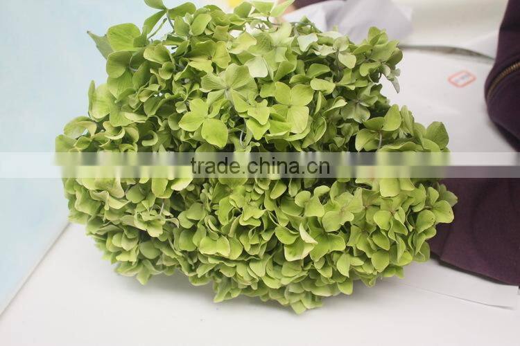 Fresh crazy selling fresh hydrangea export from china