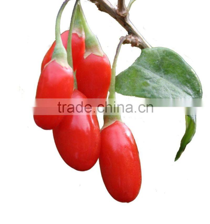 Wholesale Chinese Goji Extract Goji Juice for Fighting Cancer