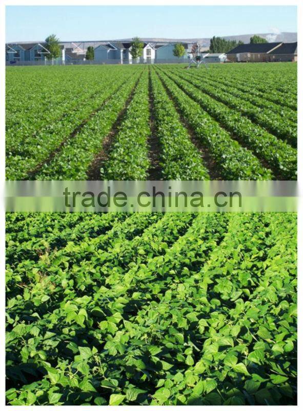 Large White Kidney Beans / Butter beans 2014