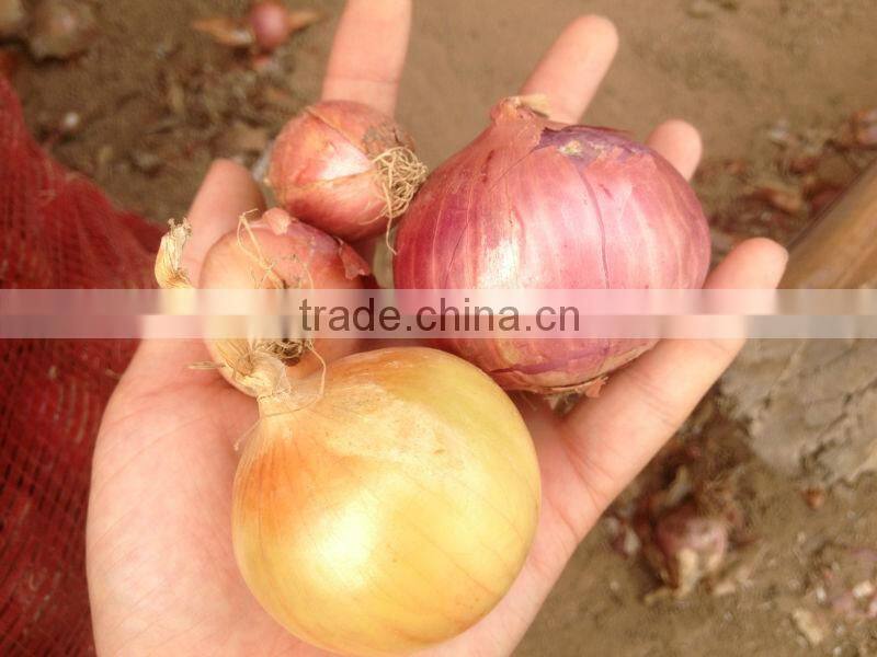 Yellow Onion Red Onion Specification Fresh
