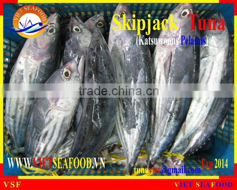 W/R FROZEN SKIPJACK TUNA