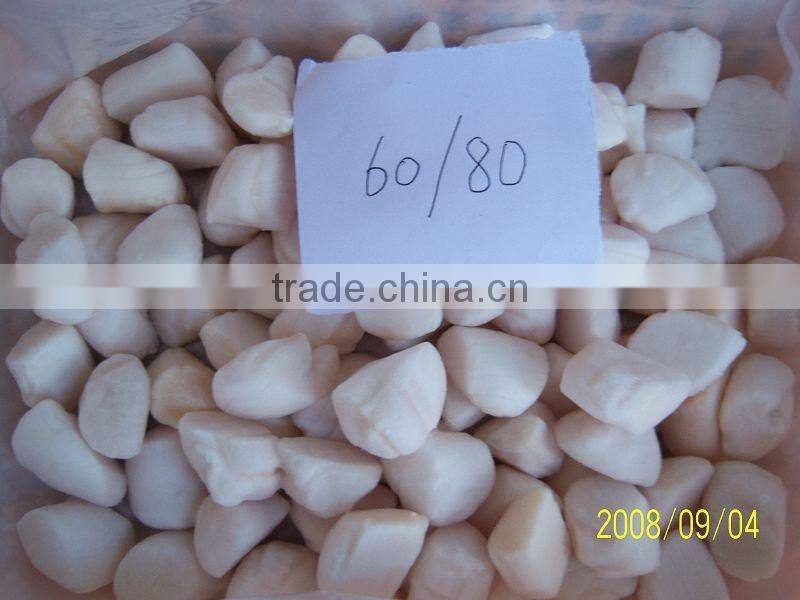 Frozen Scallop Meat