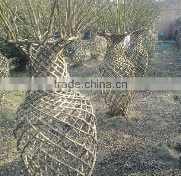 lagerstroemia indica tree different shape packing and loading