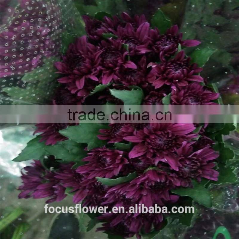 A Grade Different Varieties Of Small Sprayed Chrysanthemum For Sale