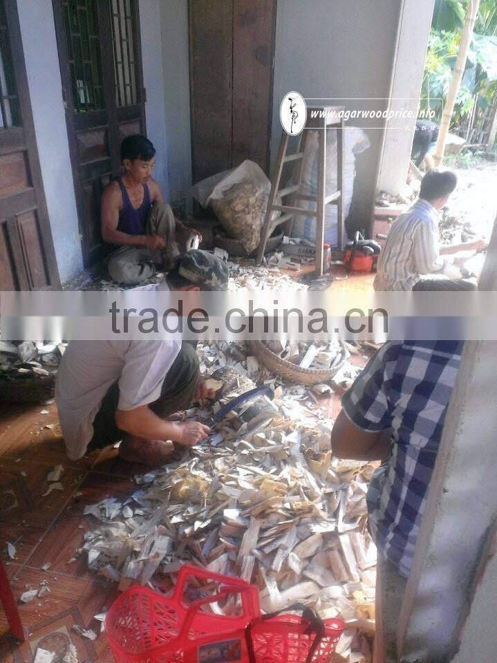 Special Vietnamese Oudh Chunks from Vietnam