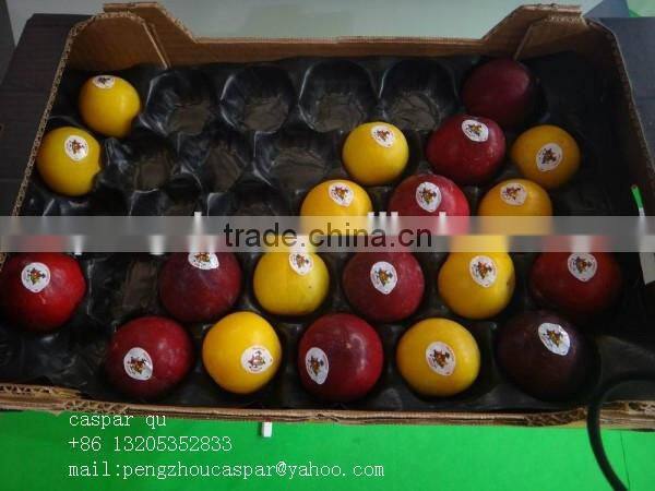 Factory Directly Eco-friendly Colorful PP Plastic Thermal Food Container