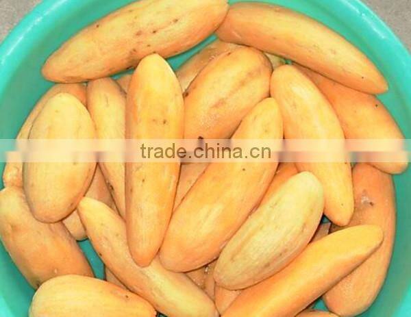 Sweet Potato Peeling Machine / Pachyrhizus Peeling Maching