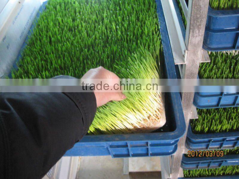 Bean /Wheat Seeding/Animal Fodder Machine