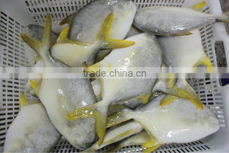 Frozen Golden pomfret