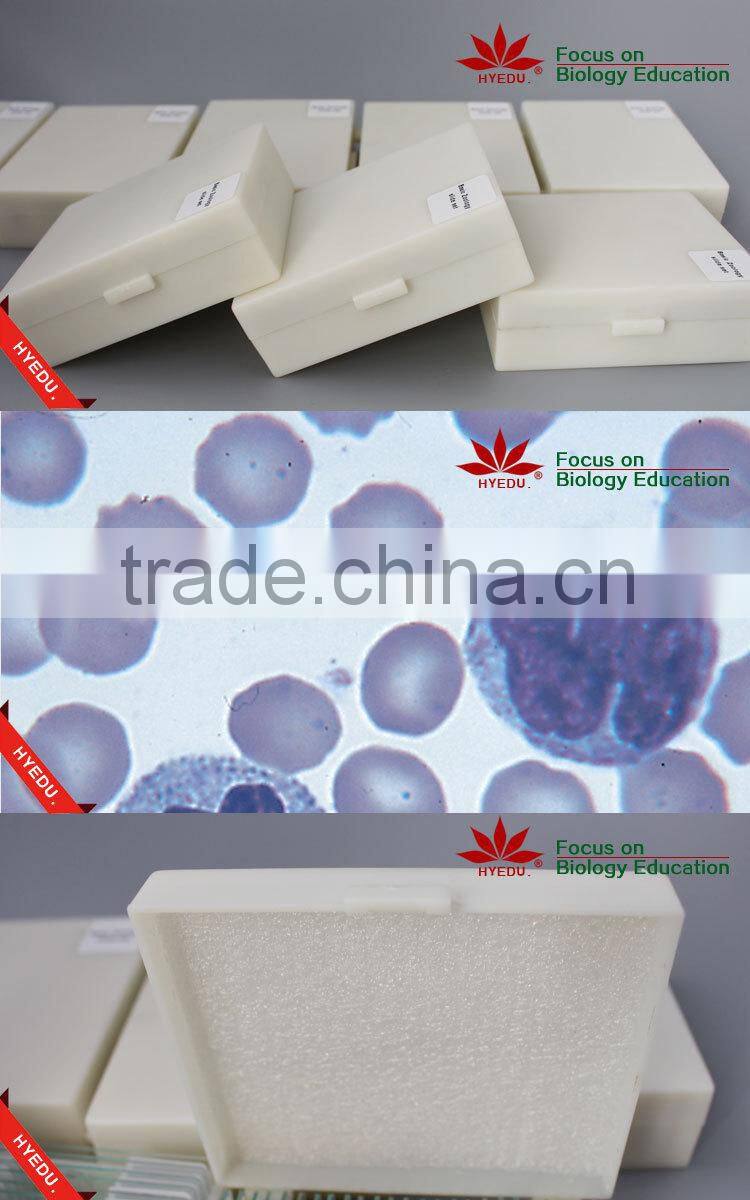 Individual slides you can choose from Survey Medical Human Pathology Histology Tissue Microscope Prepared Slides