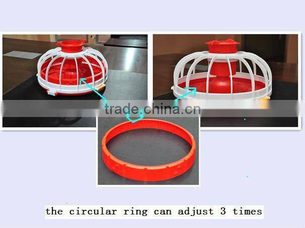 chicken poultry shed design