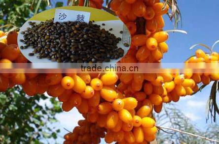 Seabuckthorn Fruit/Berry Seeds For Growing High Economic Value Can Harvest More Than 25 Years