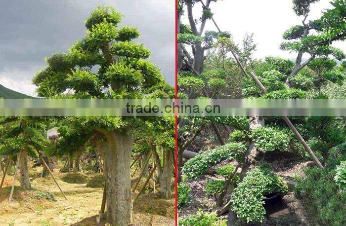 Outdoor plant Ulmus pumila seedling