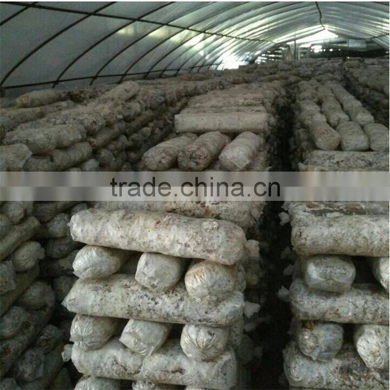 2016 Hot Selling Mushroom Prices,Shitake Mushroom Growing,Mushroom Logs