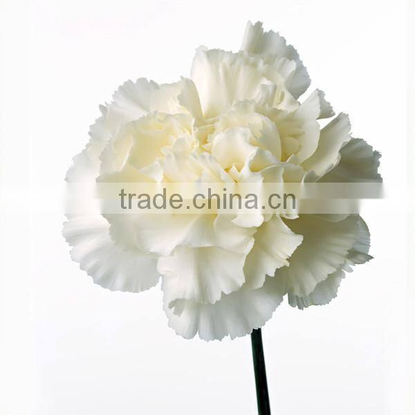 wholesale fresh cut flower of white carnation
