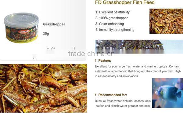 locust tub sanimal tortoise food feed