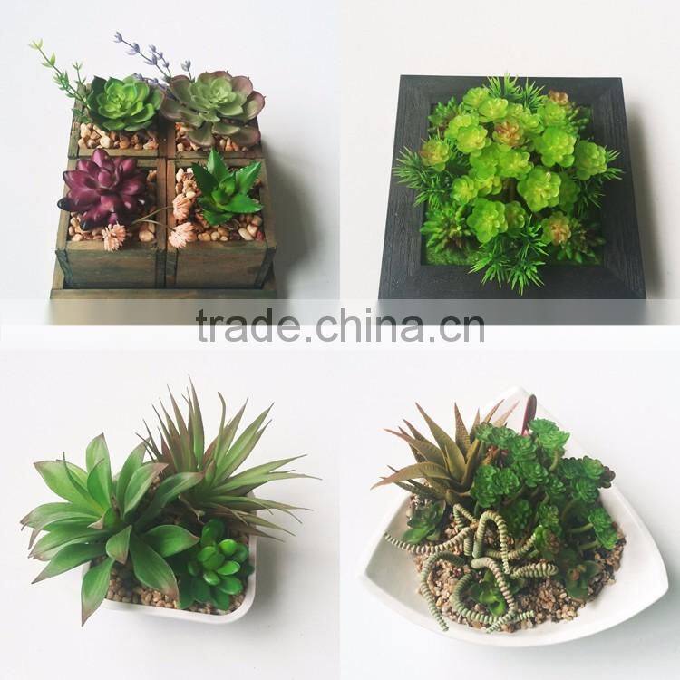 wholesale ornamental plants small plastic succulent plant bonsai