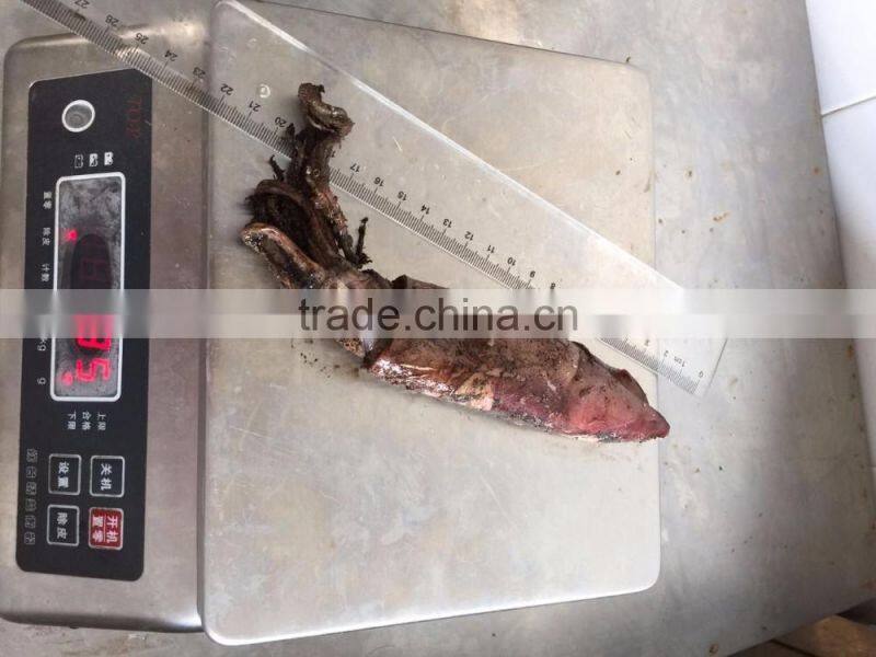 Frozen balck squid