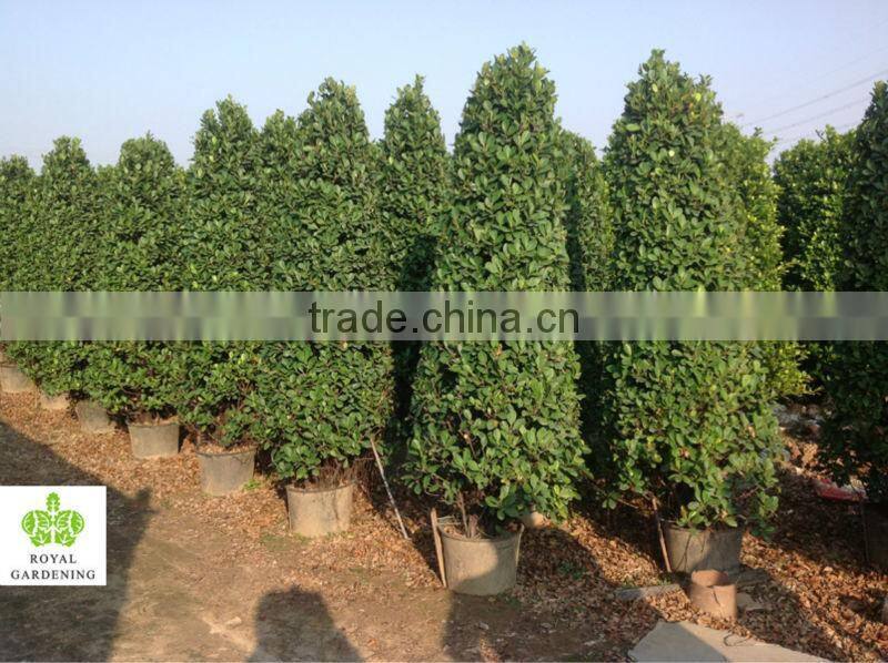 Ficus panda christmas tree ( cone shape)