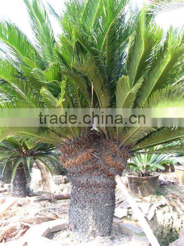cycas revoluta multi-heads in land