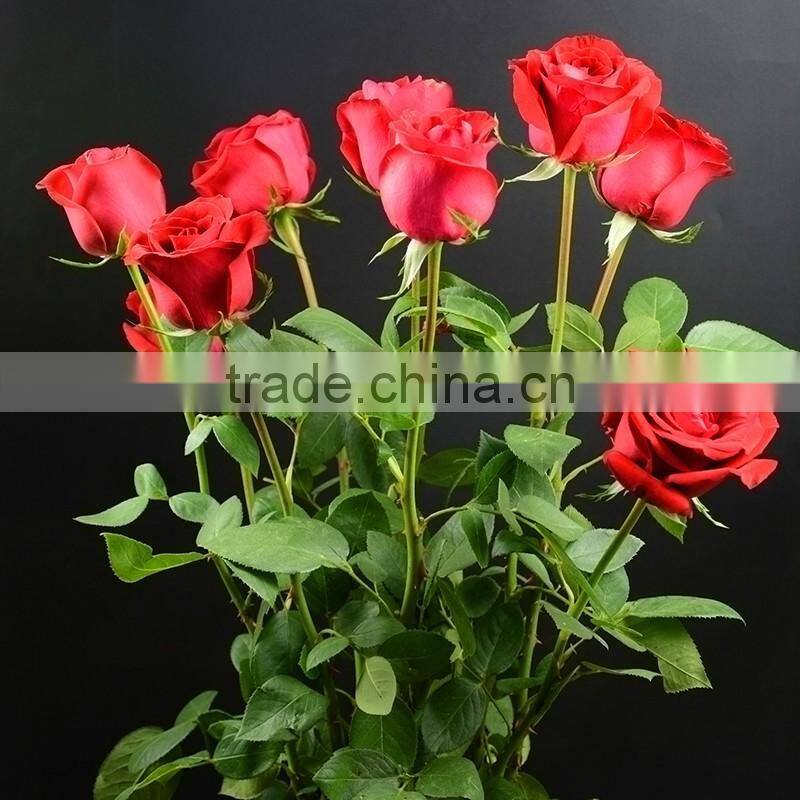 Fresh Cut Flower Yellow Calla Lily With High Quality And Reasonable Price For Wedding Table Centerpiece Decoration