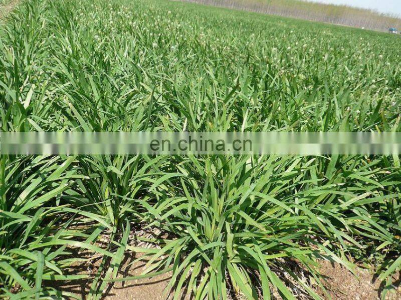 Chives reaping machine/leeks harvest machine/harvester for fragrant-flowered garlic on sale