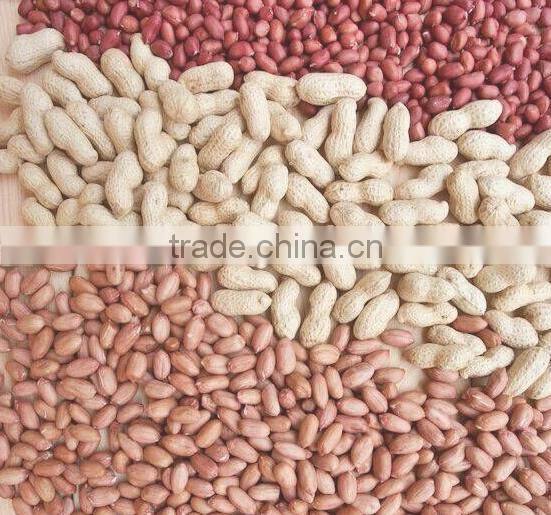 hot sale roasted and salted peanut made in China