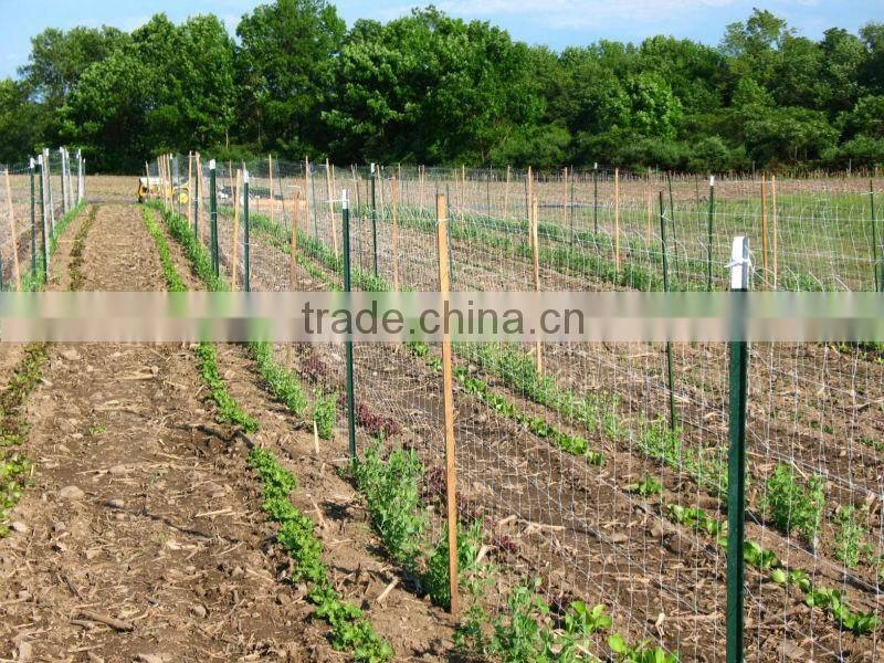 Alibaba express china supplier steel T post