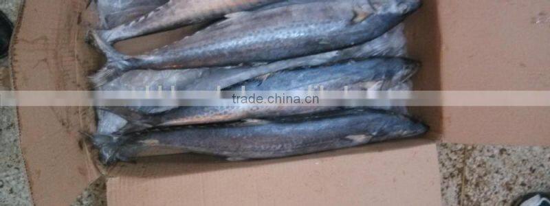 spanish mackerel fish new coming