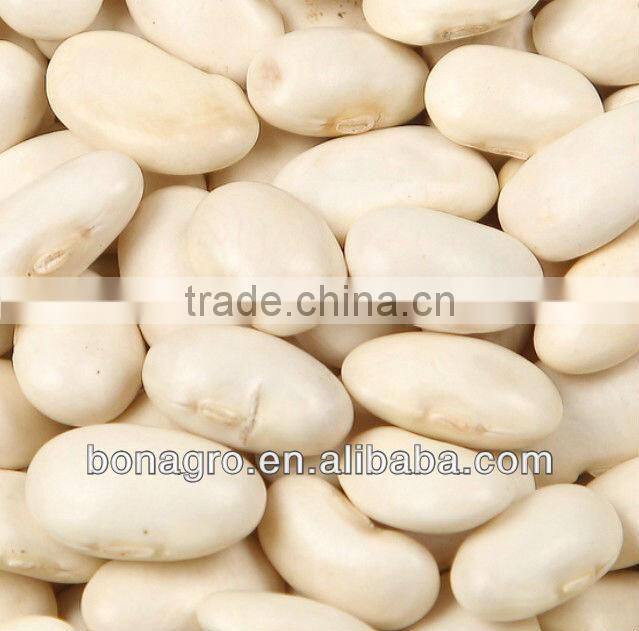 Wholesale Sunflower Seeds