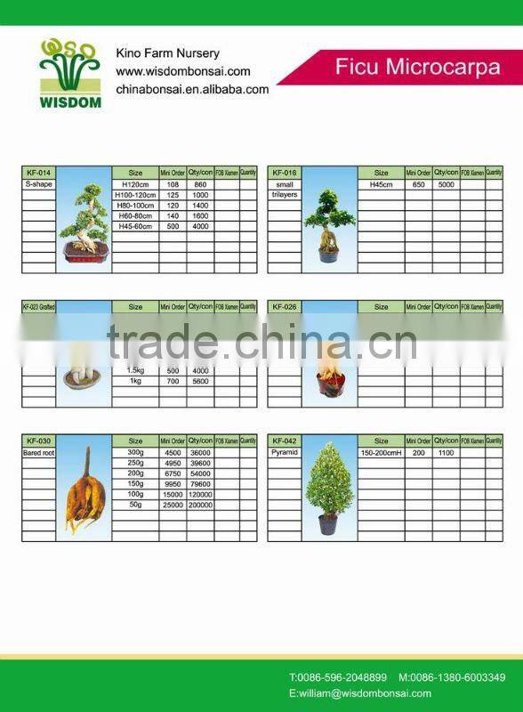 two-layer ficus plants