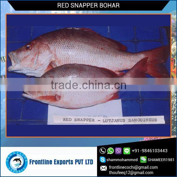 Whole Round Frozen Red Snapper BOHAR