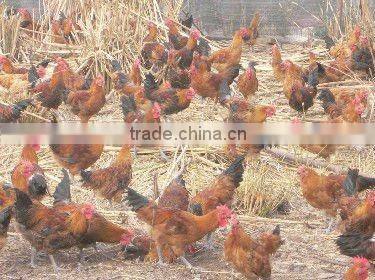 Special Probiotics for poultry W.Gain weight gain Poultry Feed Additive