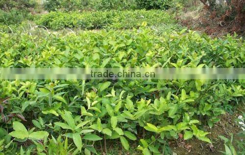 Syzygium Samarangense Tree Seedlings, Java Apple, Semarang Rose-apple, Wax Jambu