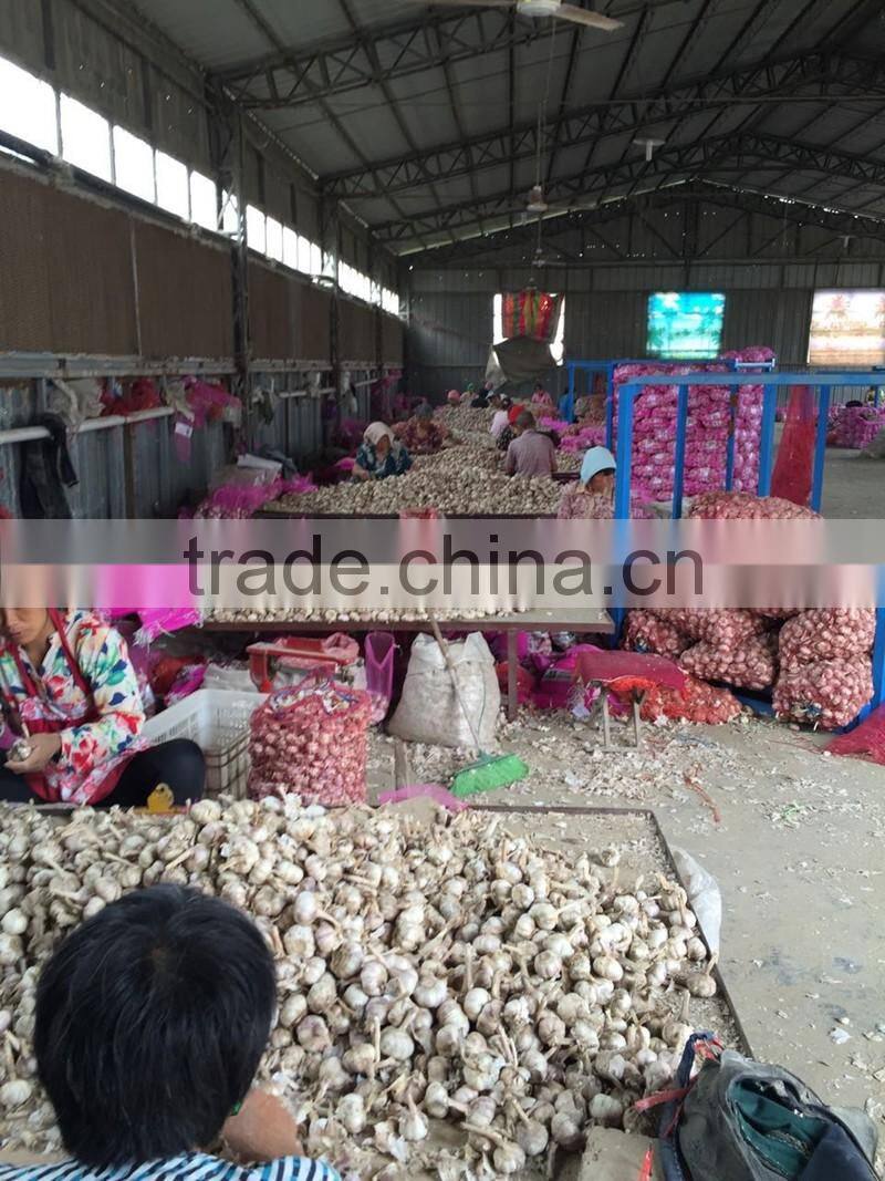 Pure white garlic (snow white garlic, super white garlic)