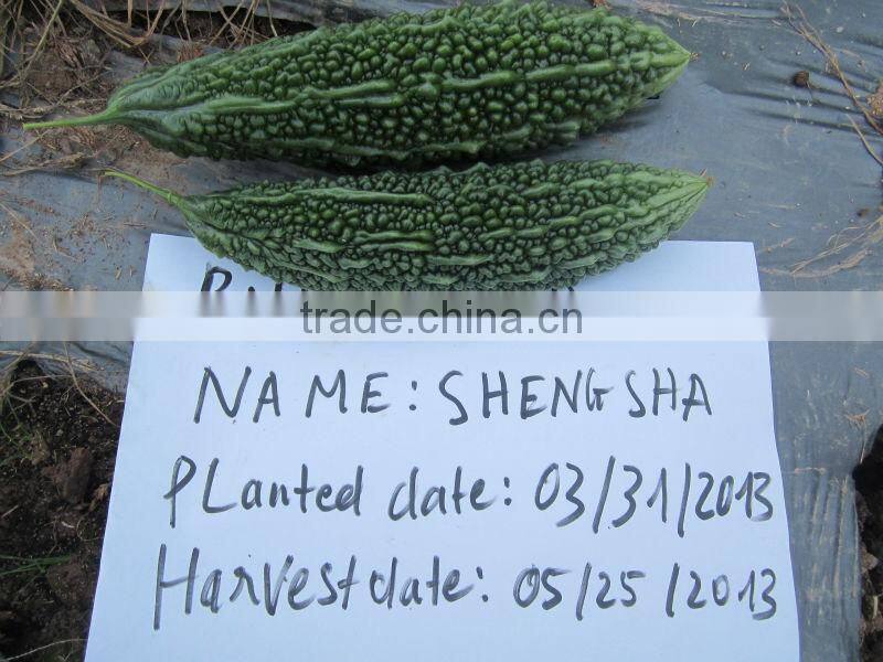 SHENSHA F1 Hybrid Bitter Gourd Seeds