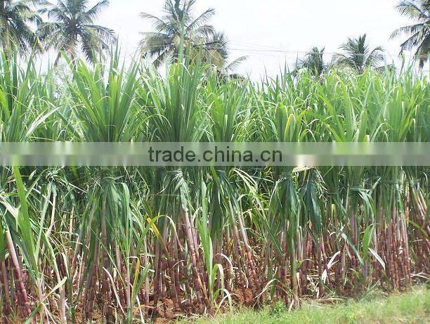 Metarhizium Anisopliae