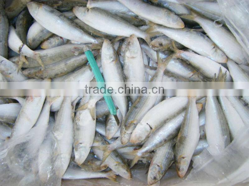 Frozen Wholesale Sardine Fish