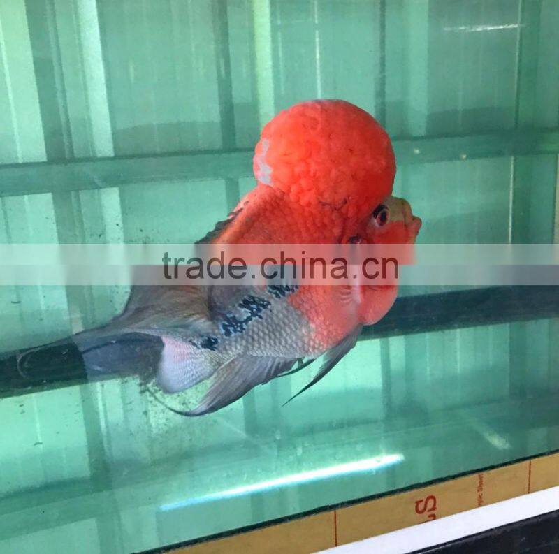 Big head flowerhorn cichlid bleeding in Thailand