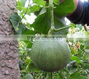 M11-03--planting sweet melon hybrid seed f1