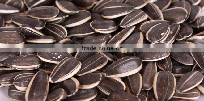 new crop chinese black sunflower seeds 601