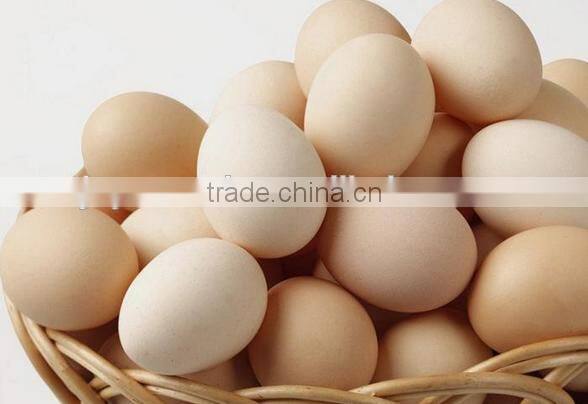 Most popular!!! industrial egg breaking machine/egg processing equipment