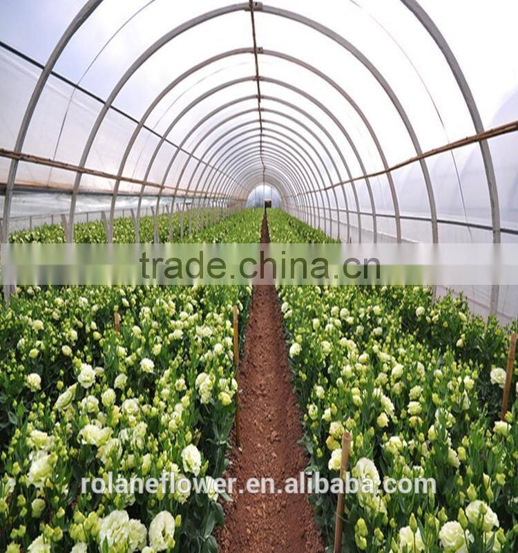 Wide Varieties Fresh Cut Flower Color Lisianthus Purple Lisianthus Flowers From Yunnan, China