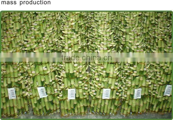 tier step stair lucky bamboo air bonsai tree dracaena sanderiana indoor ornamental aquatic plants nursery garden decoration